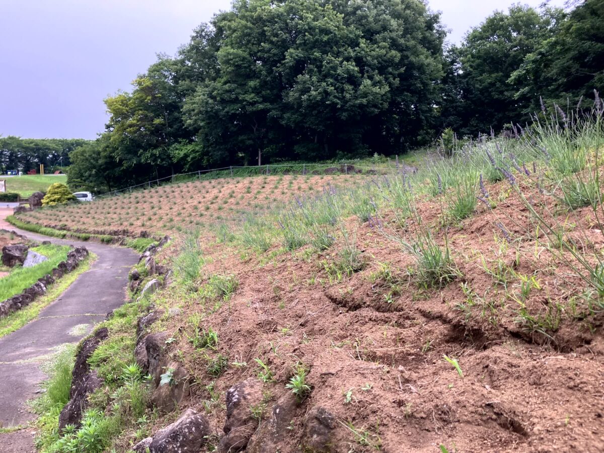 2025年3月に植え替えられたしらさぎ公園のラベンダー