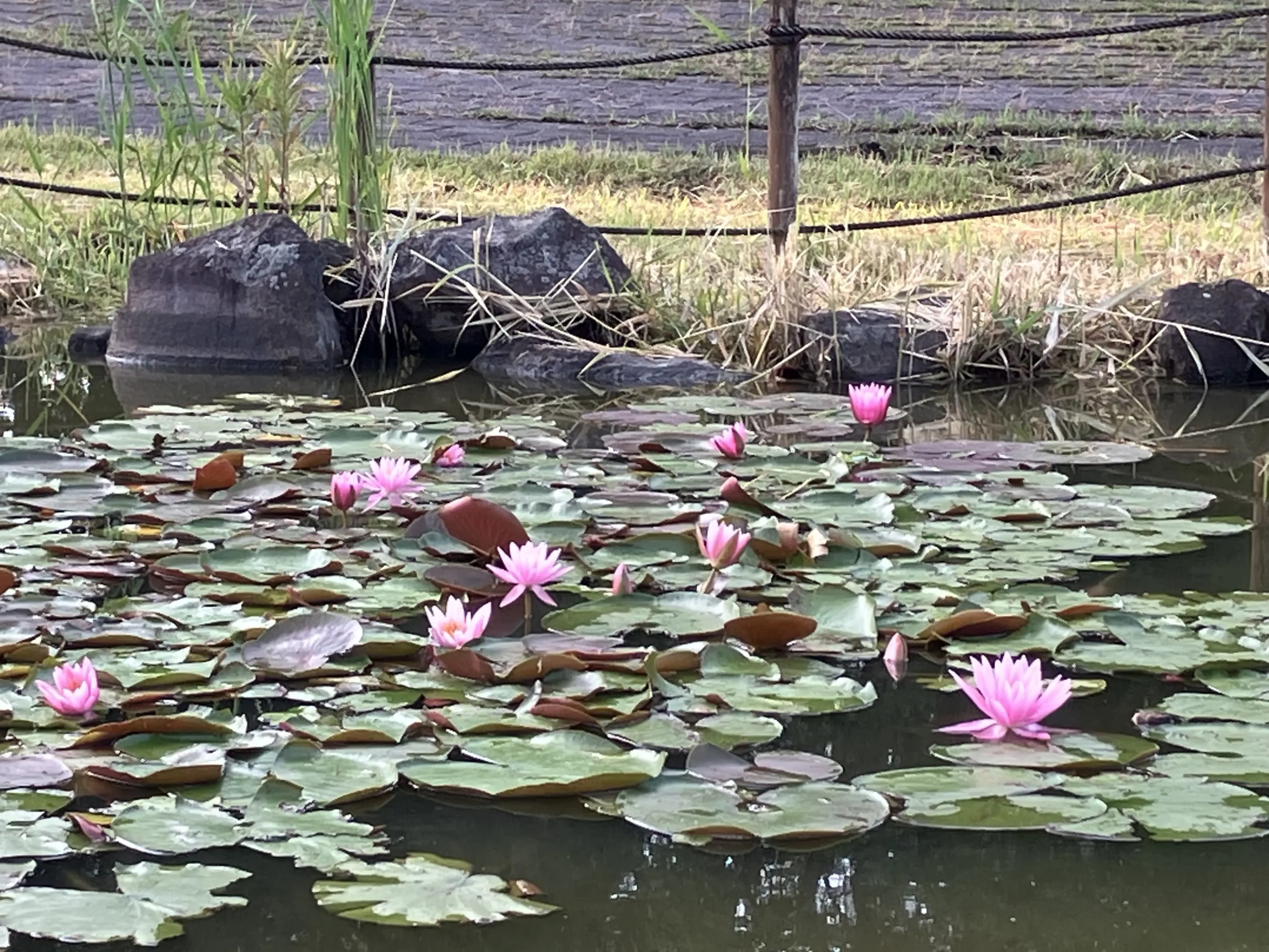 蓮の花