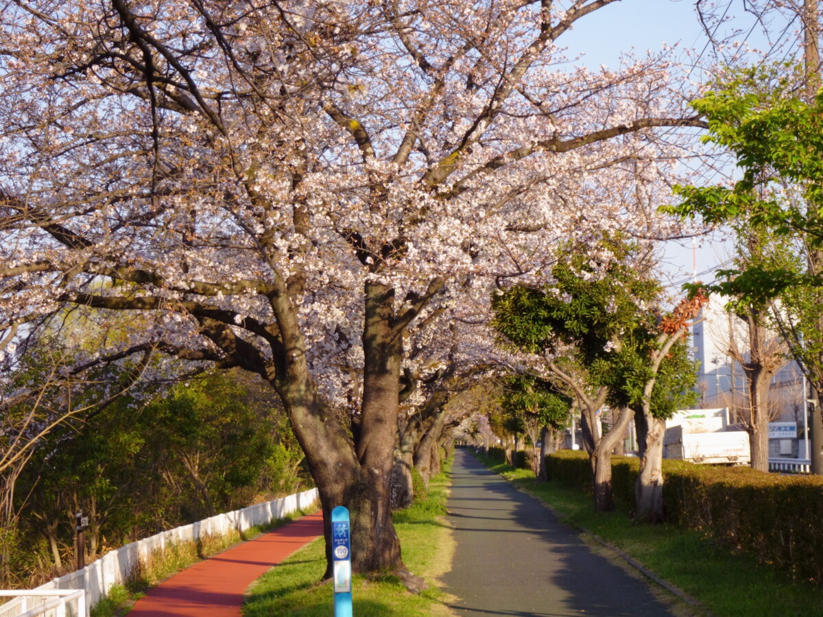 久喜菖蒲公園の桜