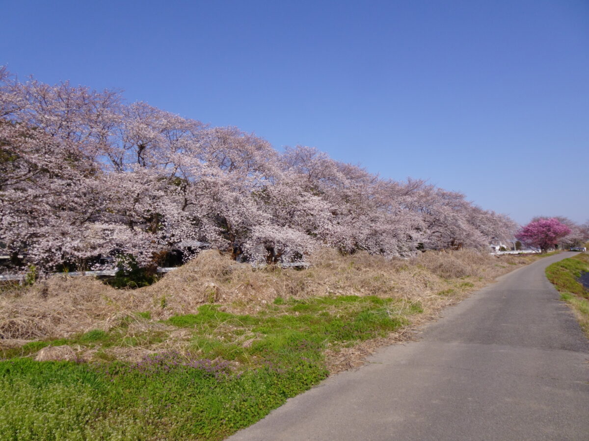 森下堤の桜
