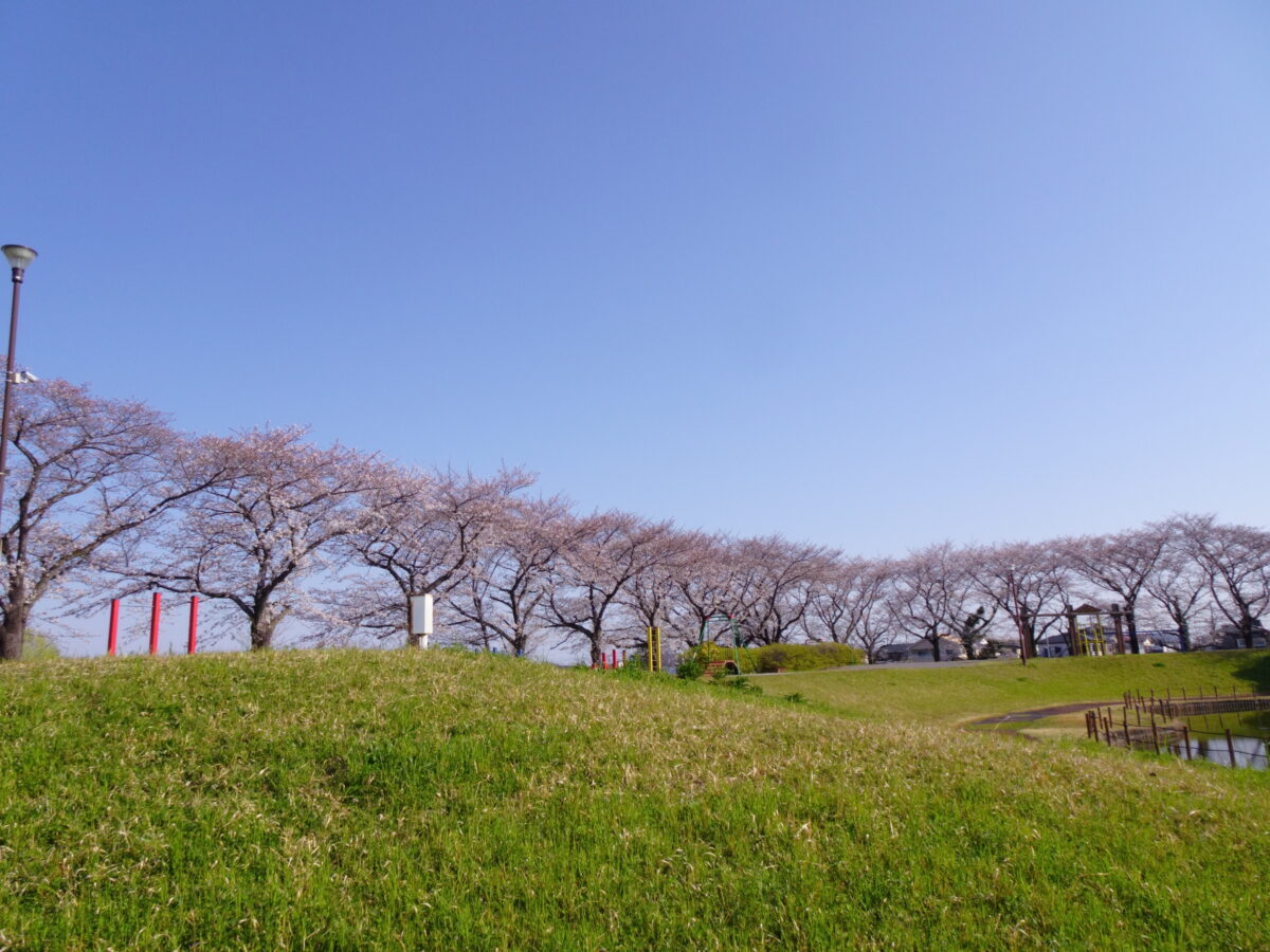 しらさぎ公園の桜