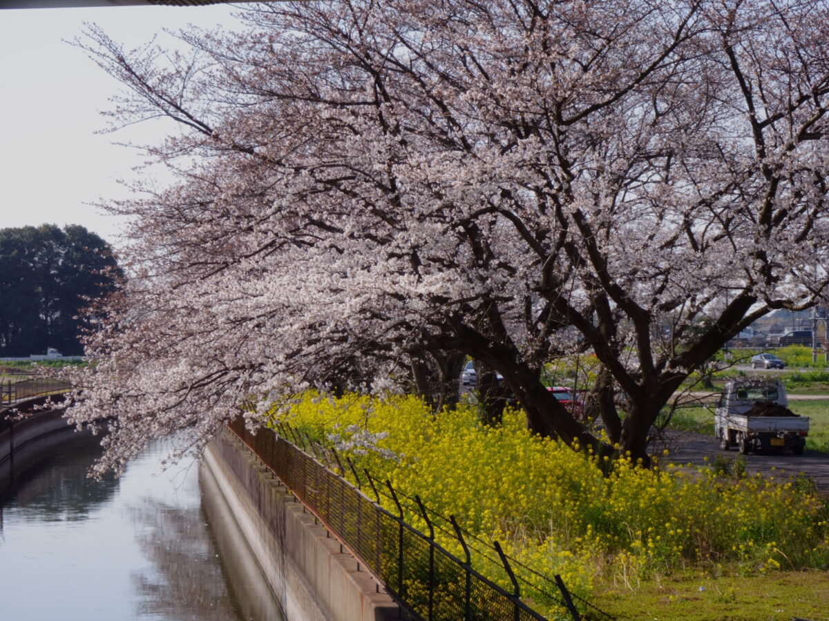 見沼代用水の桜と菜の花