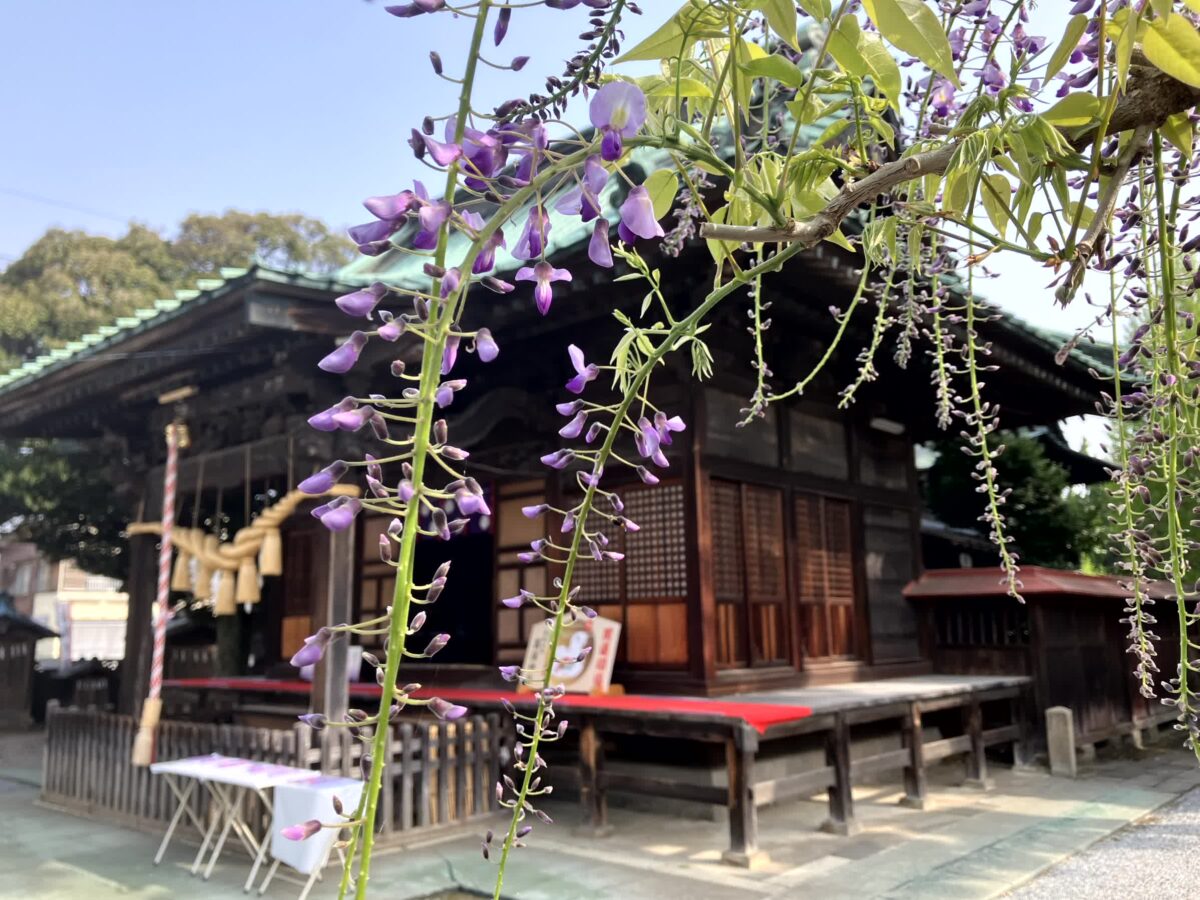 菖蒲神社の藤と社殿