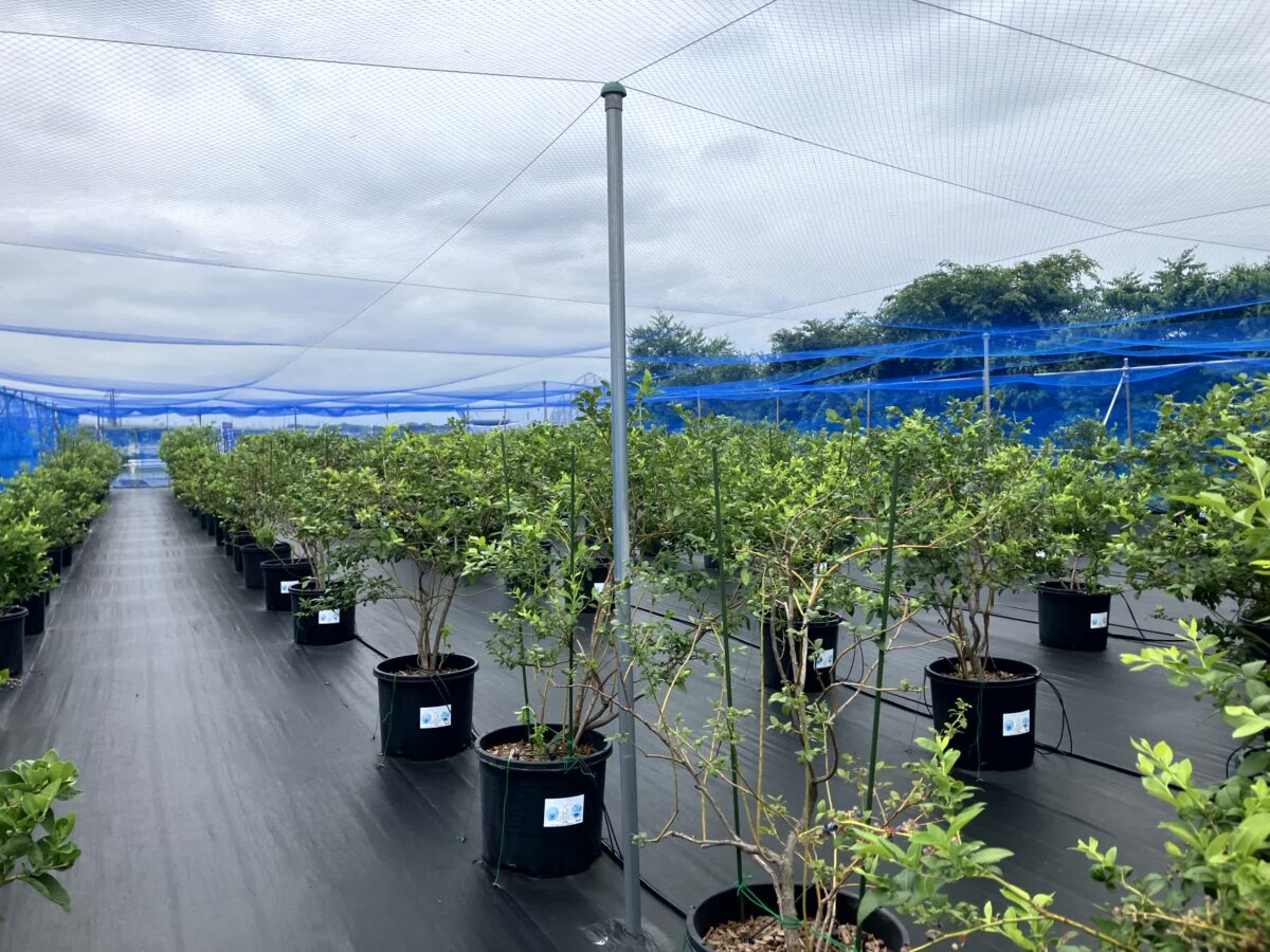 HARESORA FARMのブルーベリー農園の中