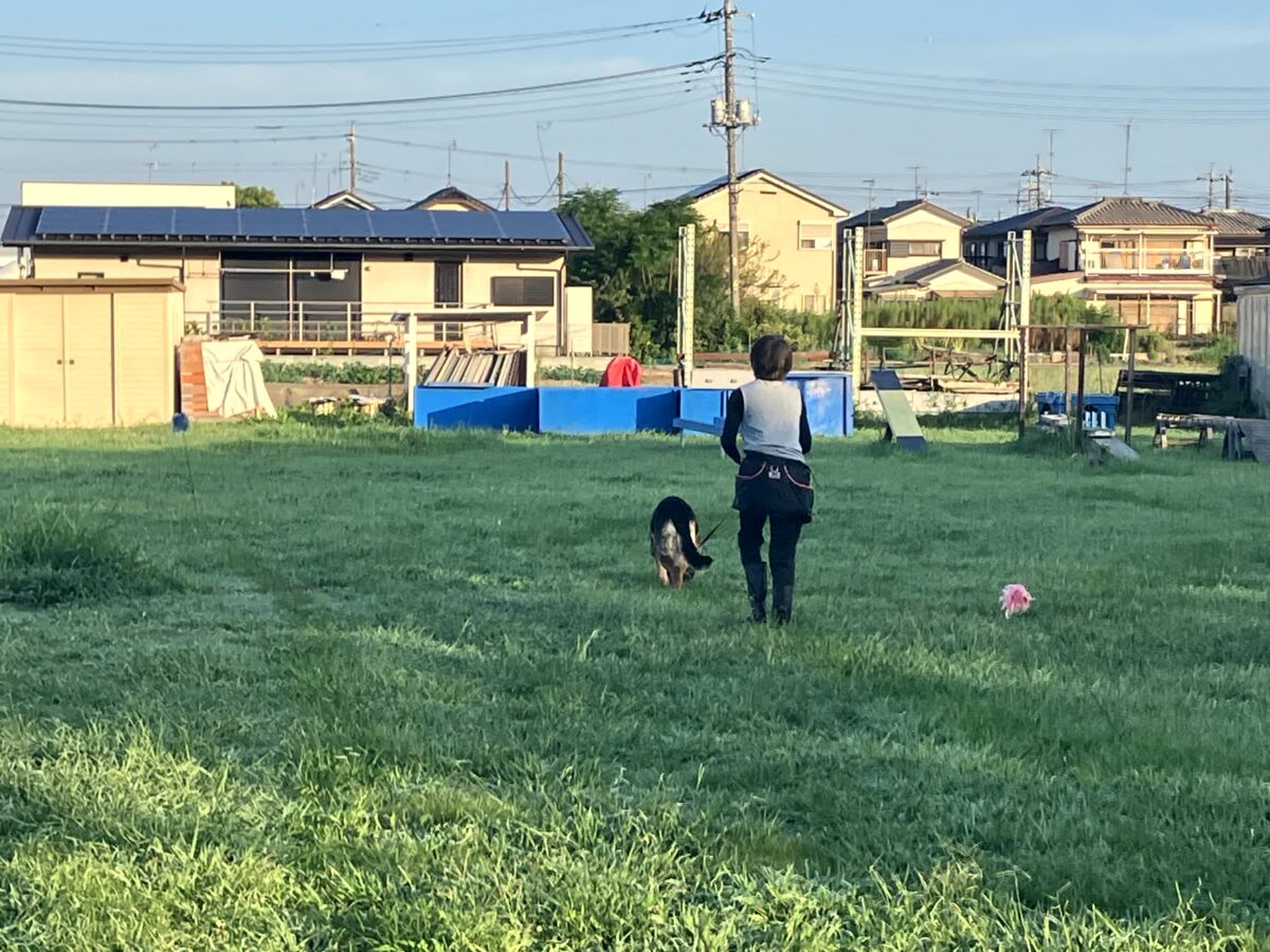 捜索救助犬の訓練の様子
