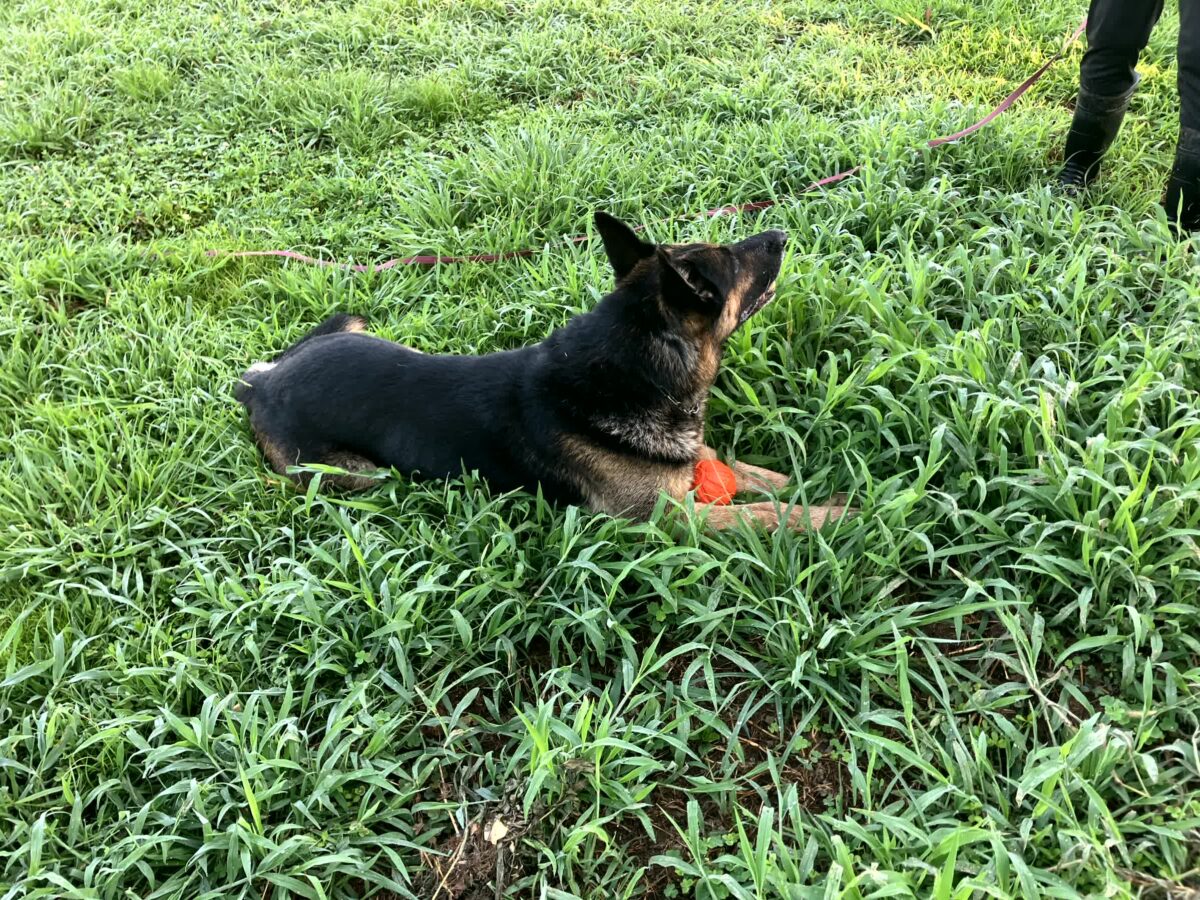捜索救助犬のエド